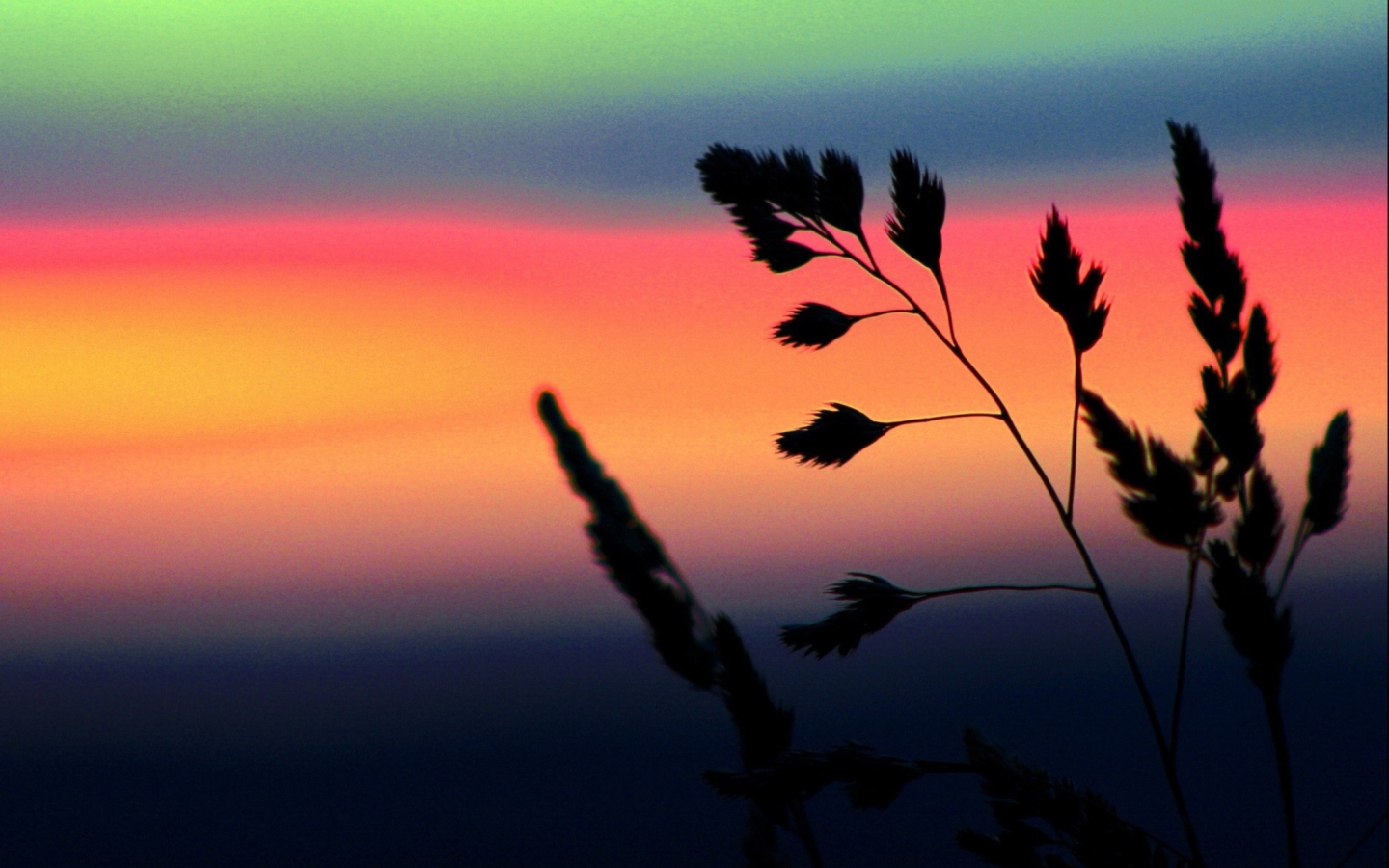Screenshot №1 pro téma Herbs And Rainbow Sky 1440x900