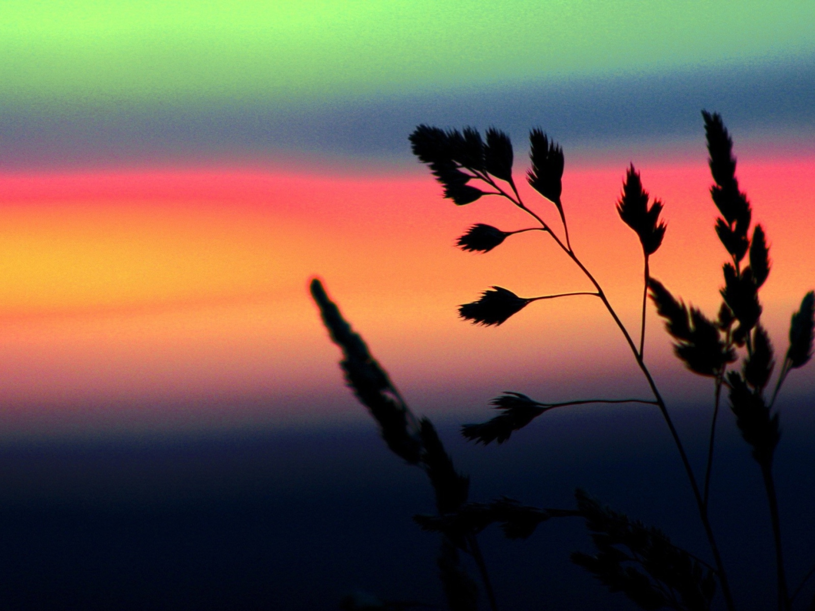 Fondo de pantalla Herbs And Rainbow Sky 1600x1200