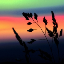 Herbs And Rainbow Sky screenshot #1 208x208