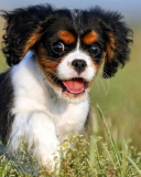 Cavalier King Charles Spaniel wallpaper 128x160