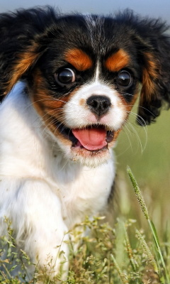 Fondo de pantalla Cavalier King Charles Spaniel 240x400