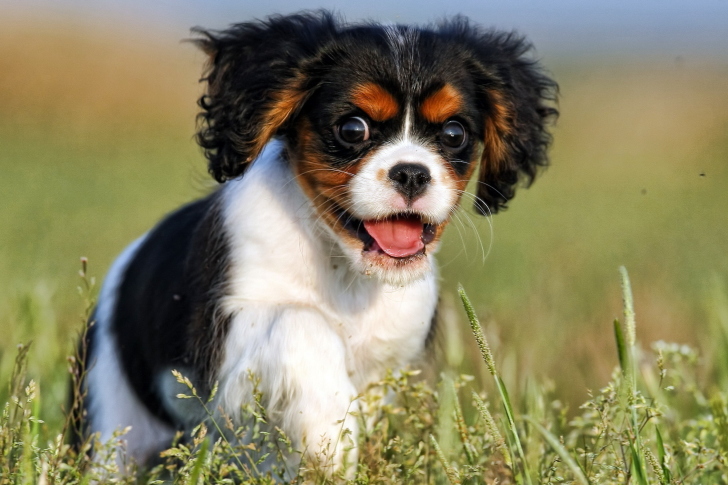 Обои Cavalier King Charles Spaniel