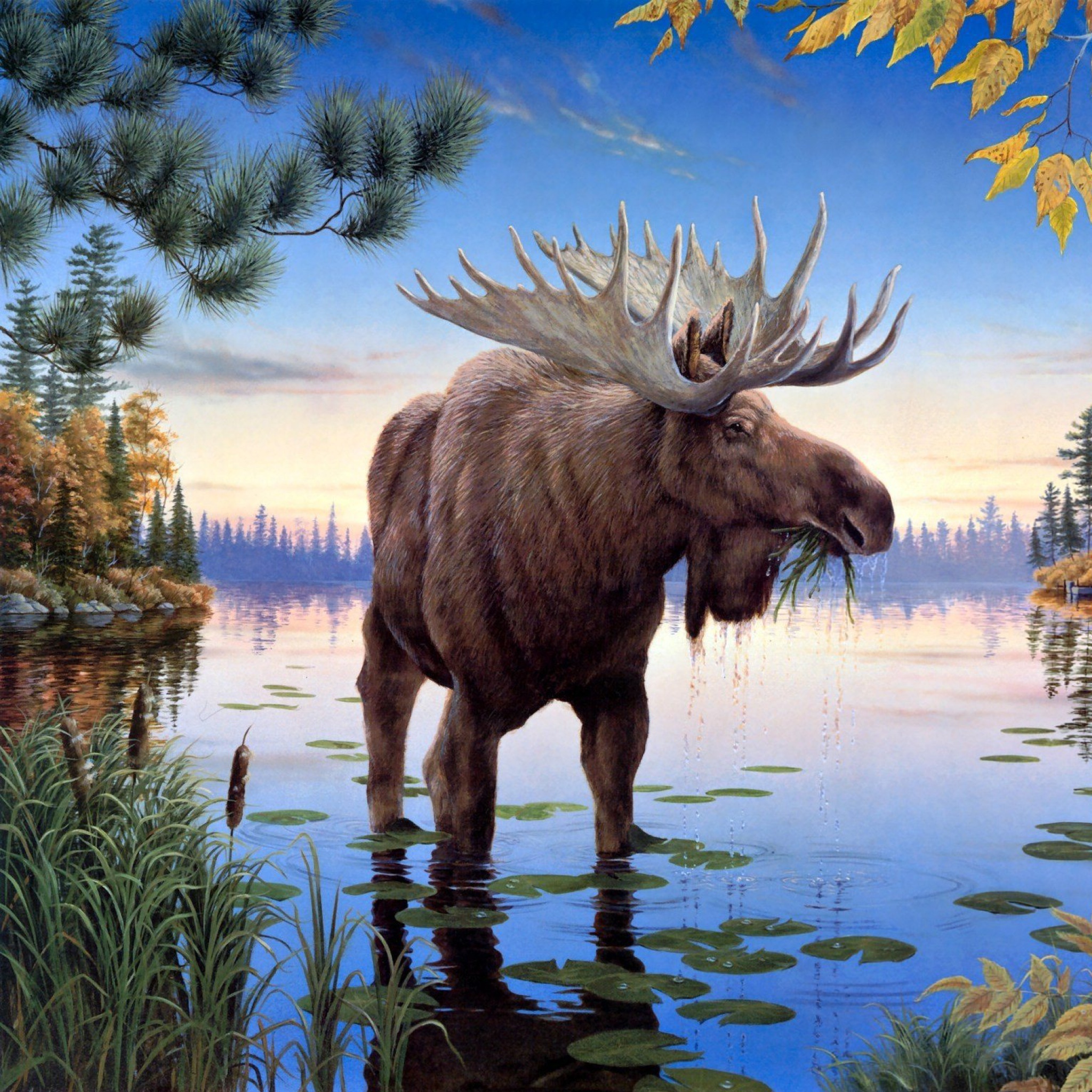 Elk wallpaper 2048x2048