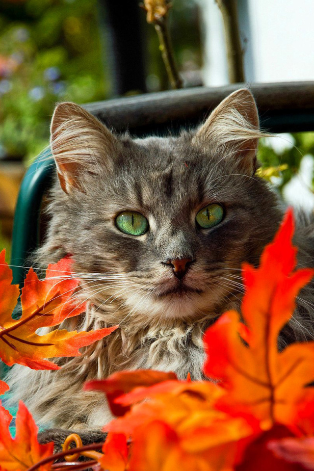 Обои Autumn Cat 640x960