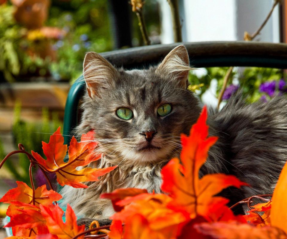 Autumn Cat screenshot #1 960x800