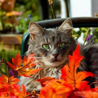 Autumn Cat - Obrázkek zdarma pro 128x128