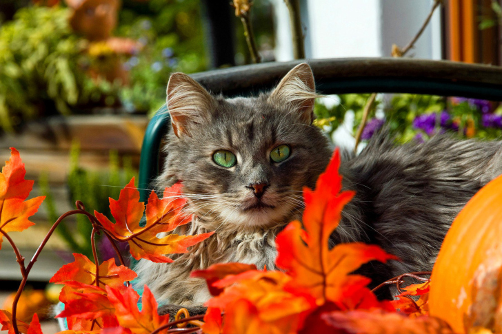Fondo de pantalla Autumn Cat