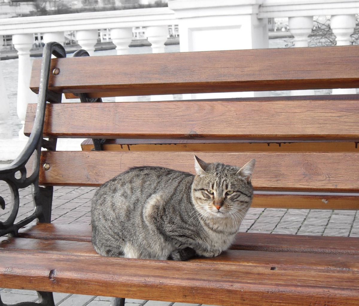 Screenshot №1 pro téma Cat On A Bench 1200x1024