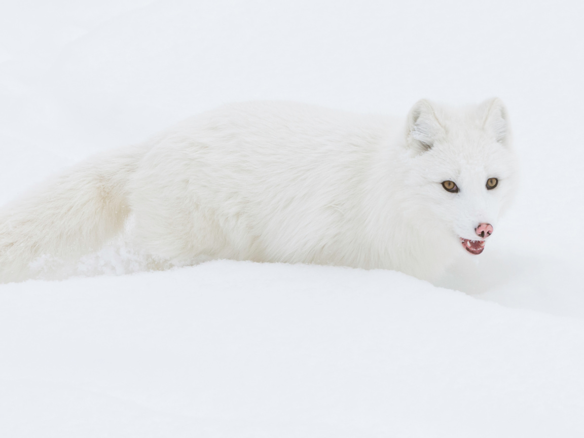 Das Arctic Fox in Snow Wallpaper 1152x864