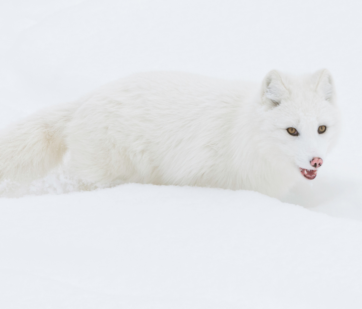 Обои Arctic Fox in Snow 1200x1024