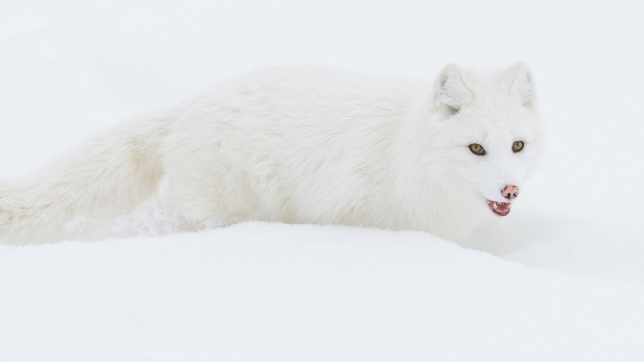 Fondo de pantalla Arctic Fox in Snow 1280x720