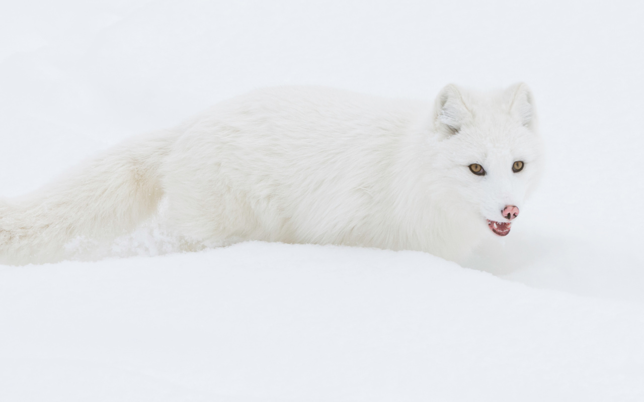 Das Arctic Fox in Snow Wallpaper 1280x800
