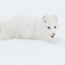Arctic Fox in Snow screenshot #1 128x128