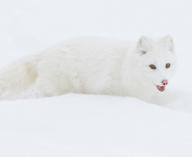 Sfondi Arctic Fox in Snow 176x144