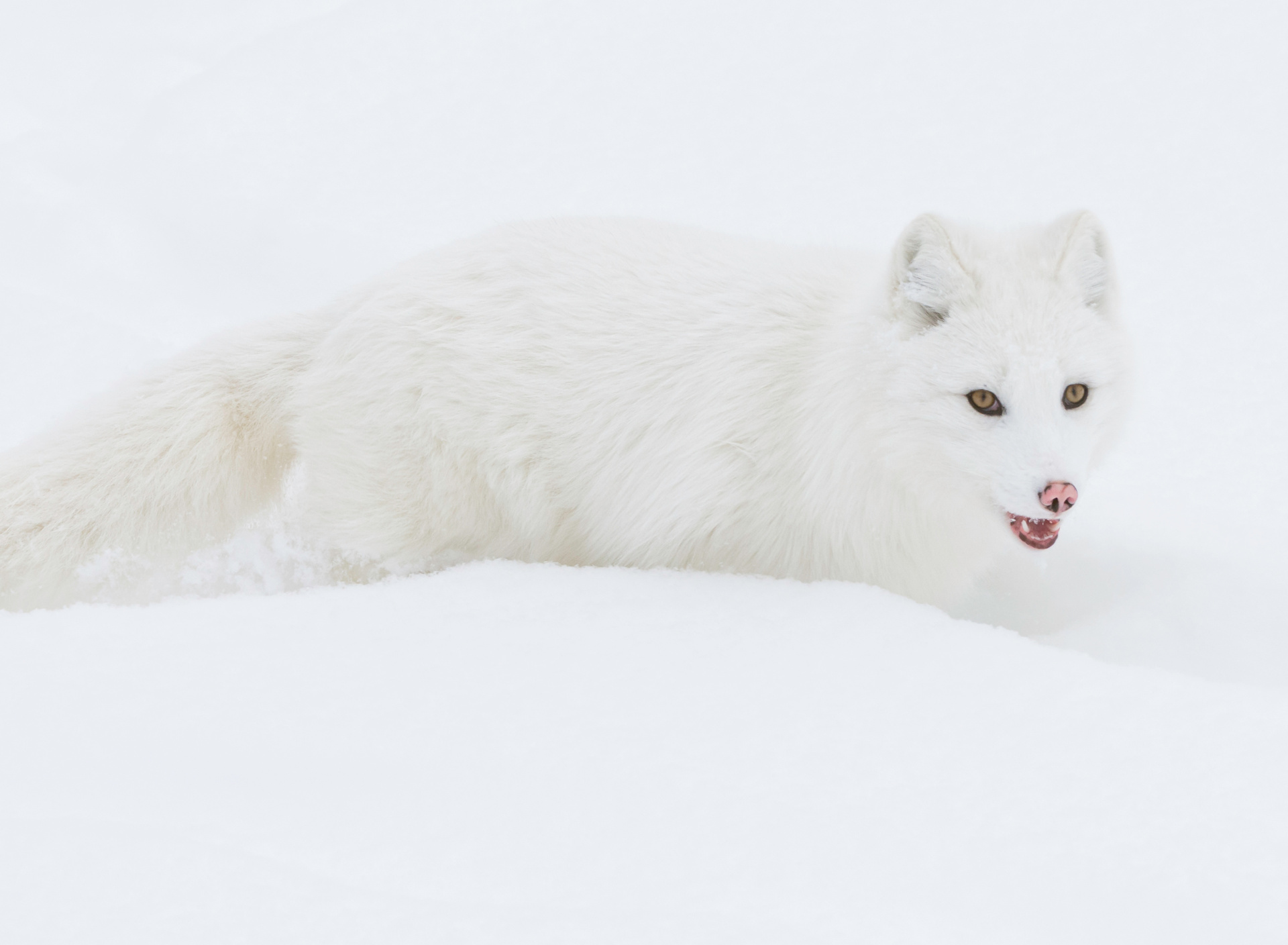 Das Arctic Fox in Snow Wallpaper 1920x1408