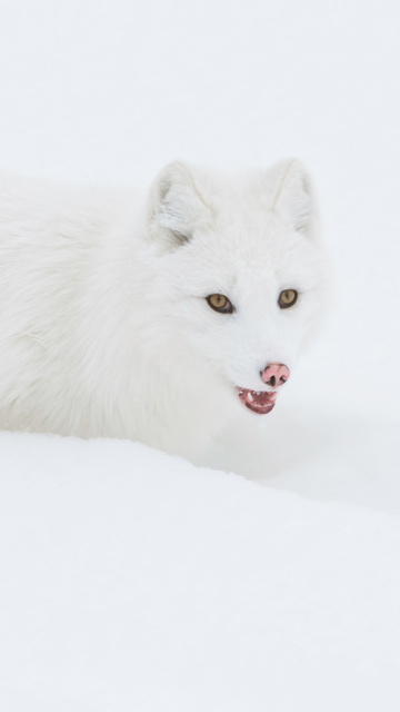 Arctic Fox in Snow wallpaper 360x640