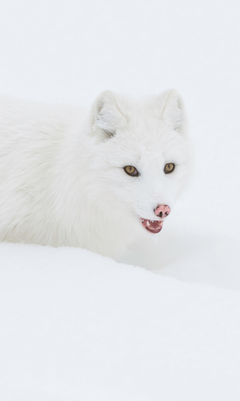 Обои Arctic Fox in Snow 480x800