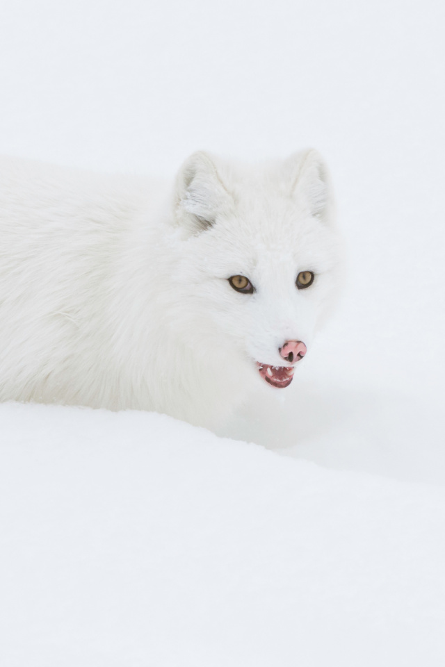 Das Arctic Fox in Snow Wallpaper 640x960