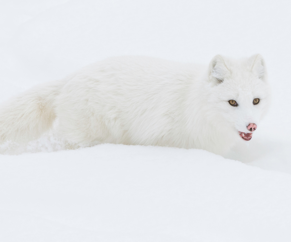 Das Arctic Fox in Snow Wallpaper 960x800