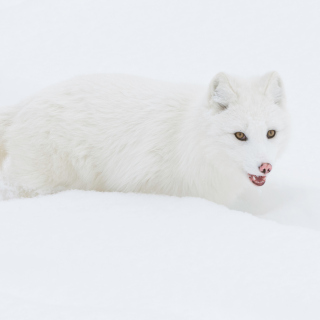 Arctic Fox in Snow - Obrázkek zdarma pro 128x128