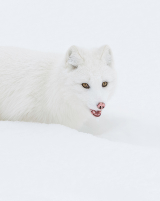 Arctic Fox in Snow Background for 768x1280