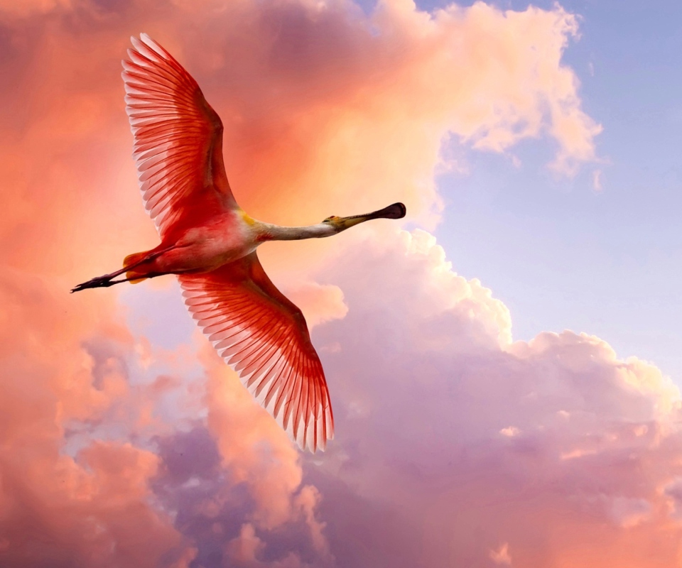 Screenshot №1 pro téma The Roseate Spoonbill 960x800