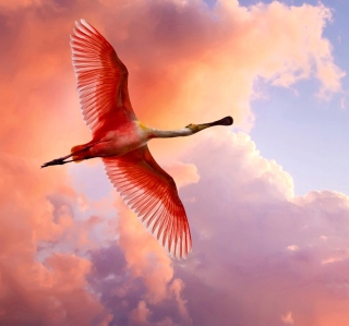 The Roseate Spoonbill sfondi gratuiti per iPad 2