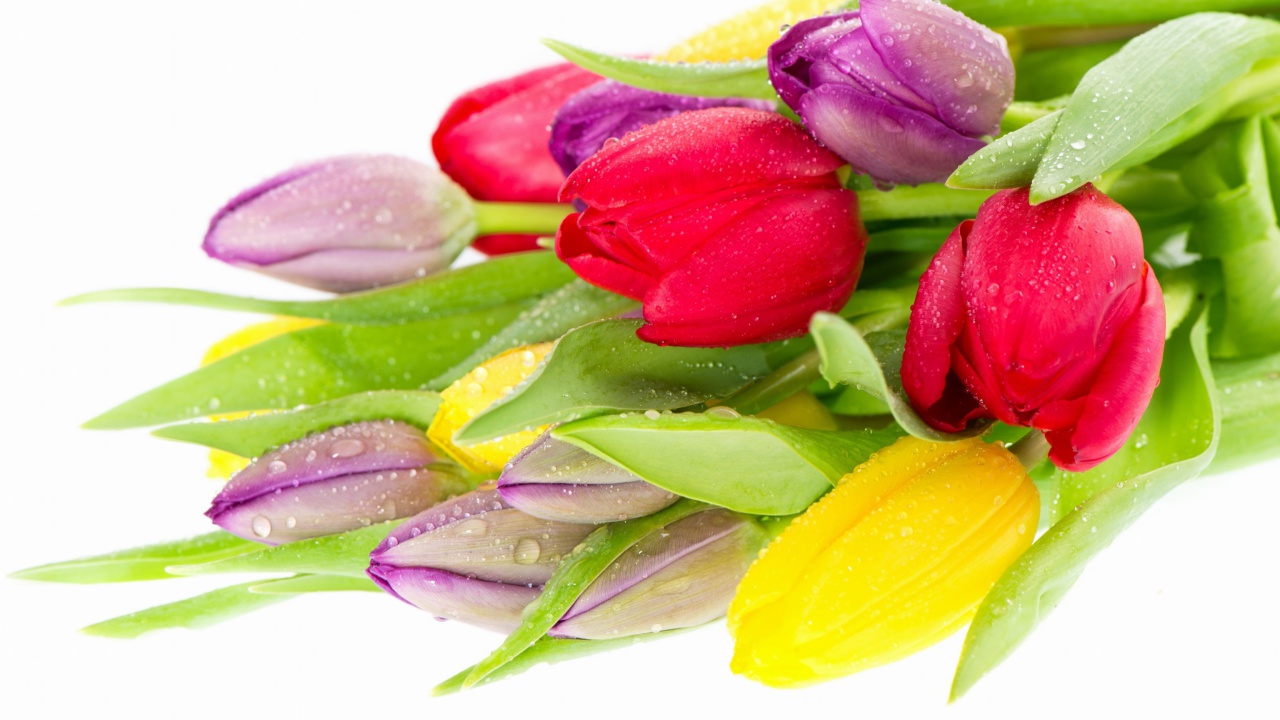 Fondo de pantalla Fresh Tulips 1280x720