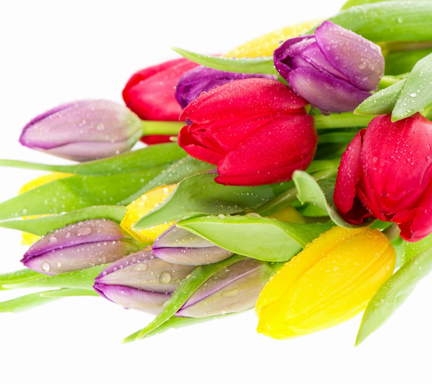 Sfondi Fresh Tulips 1440x1280