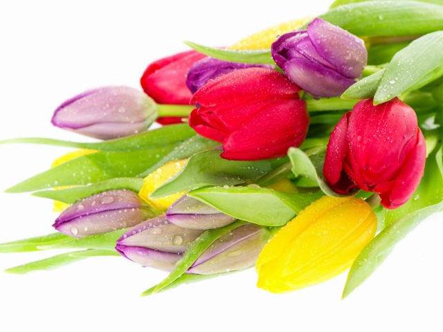 Fresh Tulips wallpaper 640x480