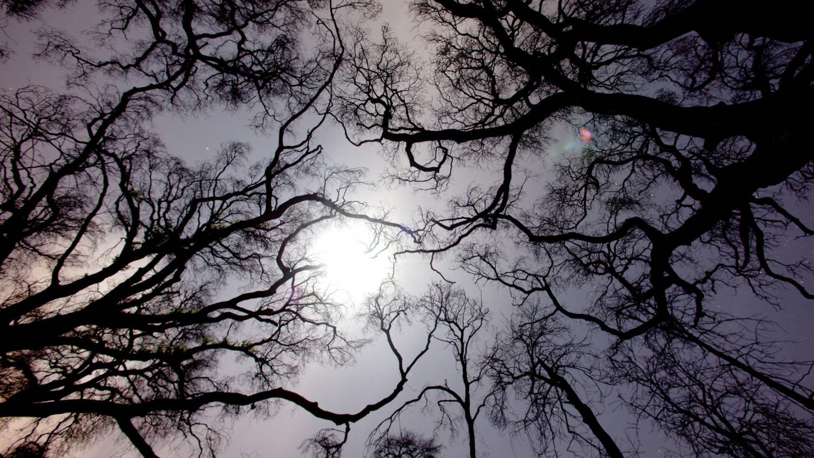 Sfondi Sun In The Trees 1600x900