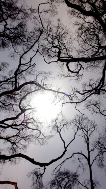 Обои Sun In The Trees 360x640