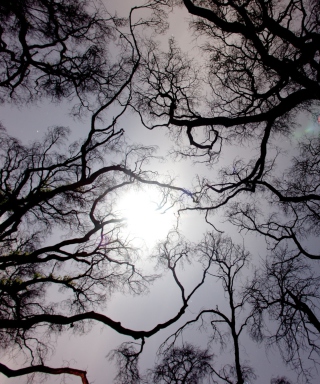 Sun In The Trees - Obrázkek zdarma pro iPhone 5S