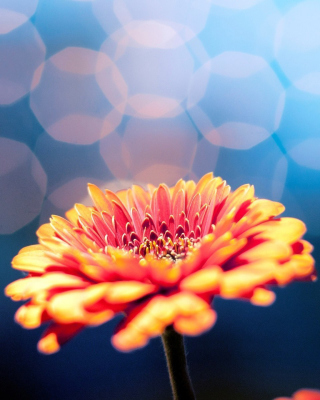 Macro Flower Bokeh HD - Obrázkek zdarma pro 240x320