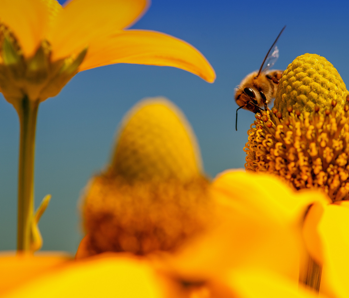 Fondo de pantalla Honey bee 1200x1024