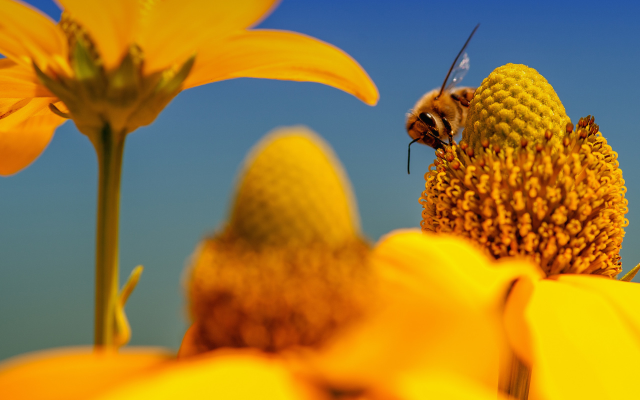 Fondo de pantalla Honey bee 1280x800