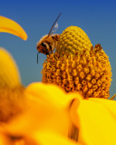 Sfondi Honey bee 128x160