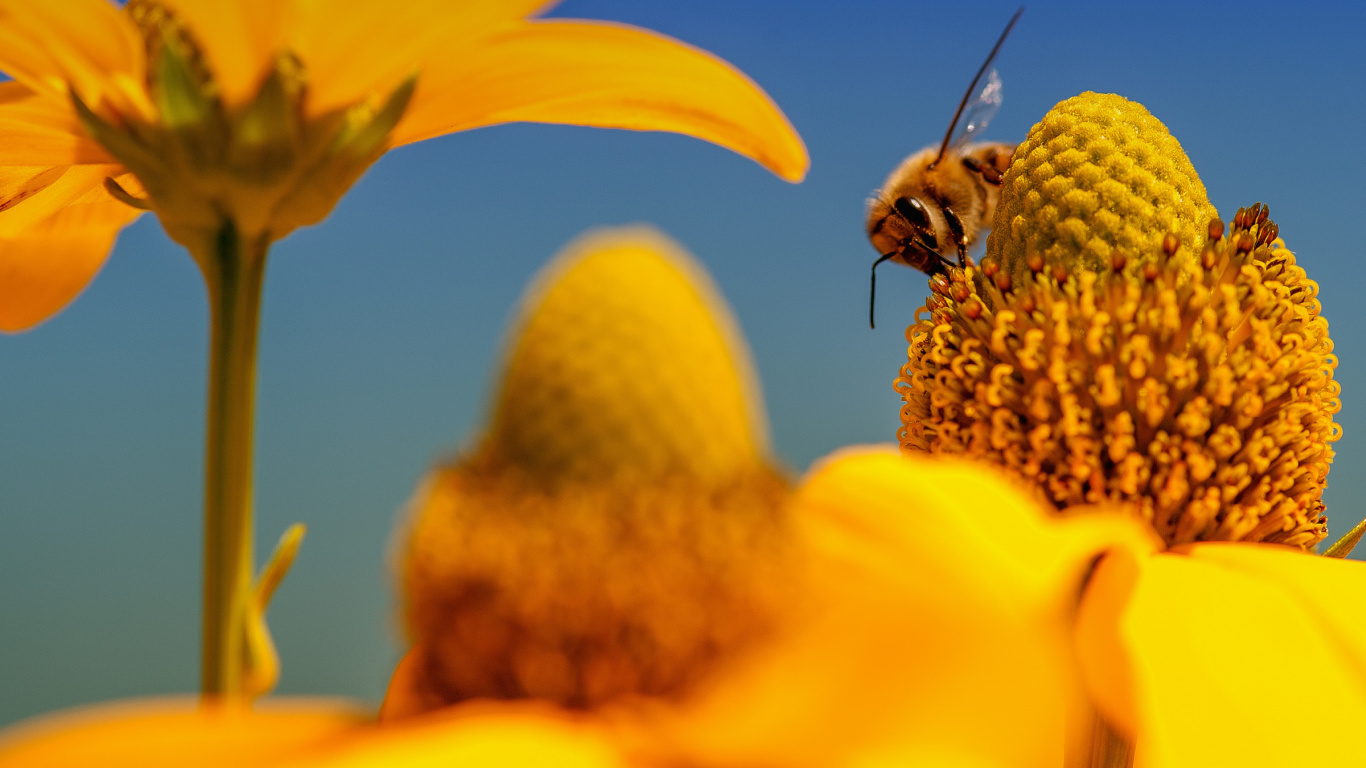 Обои Honey bee 1366x768