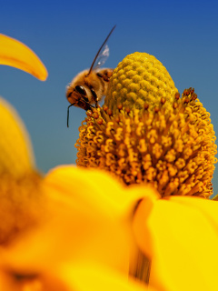 Honey bee screenshot #1 240x320