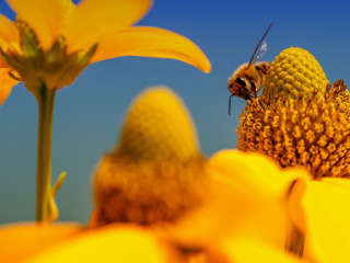 Honey bee wallpaper 320x240