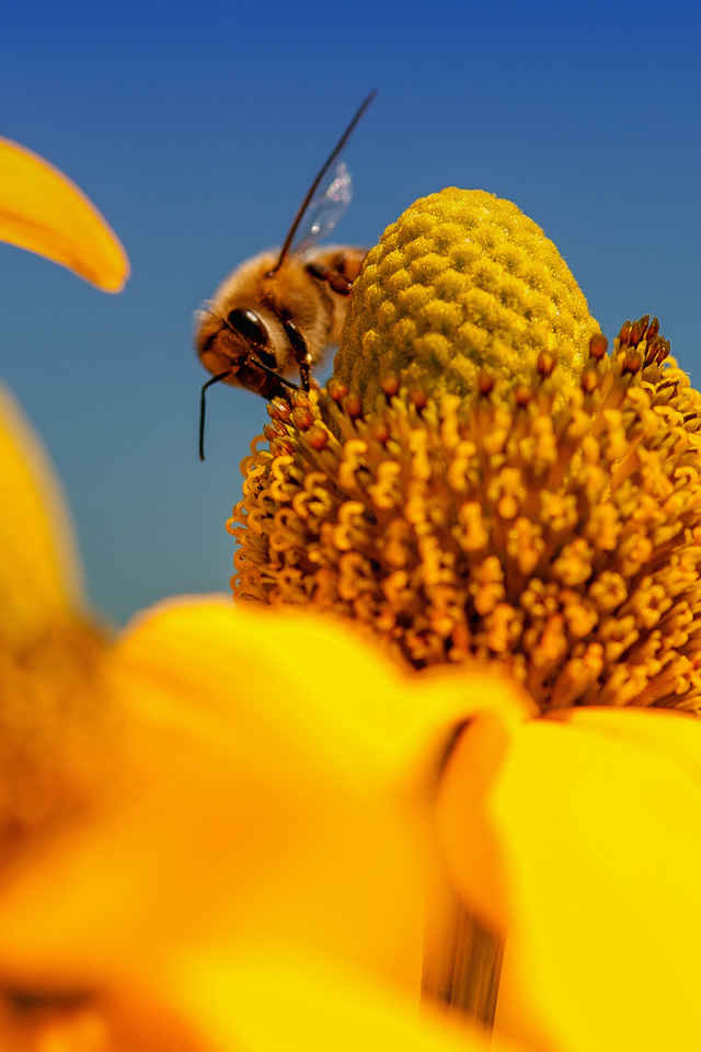 Honey bee wallpaper 640x960