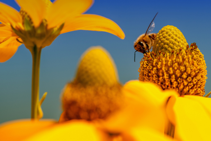 Honey bee wallpaper