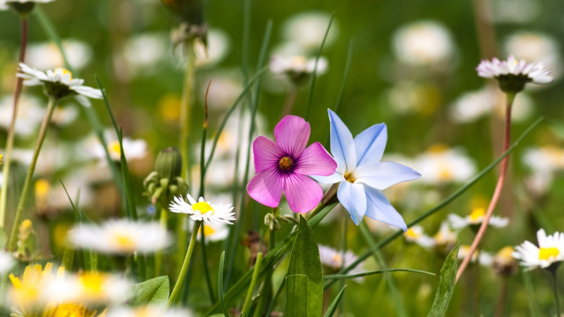 Screenshot №1 pro téma Flower Field 1920x1080