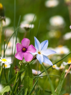 Screenshot №1 pro téma Flower Field 240x320