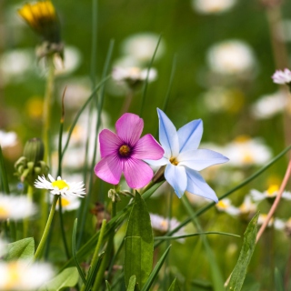 Flower Field - Fondos de pantalla gratis para iPad mini 2