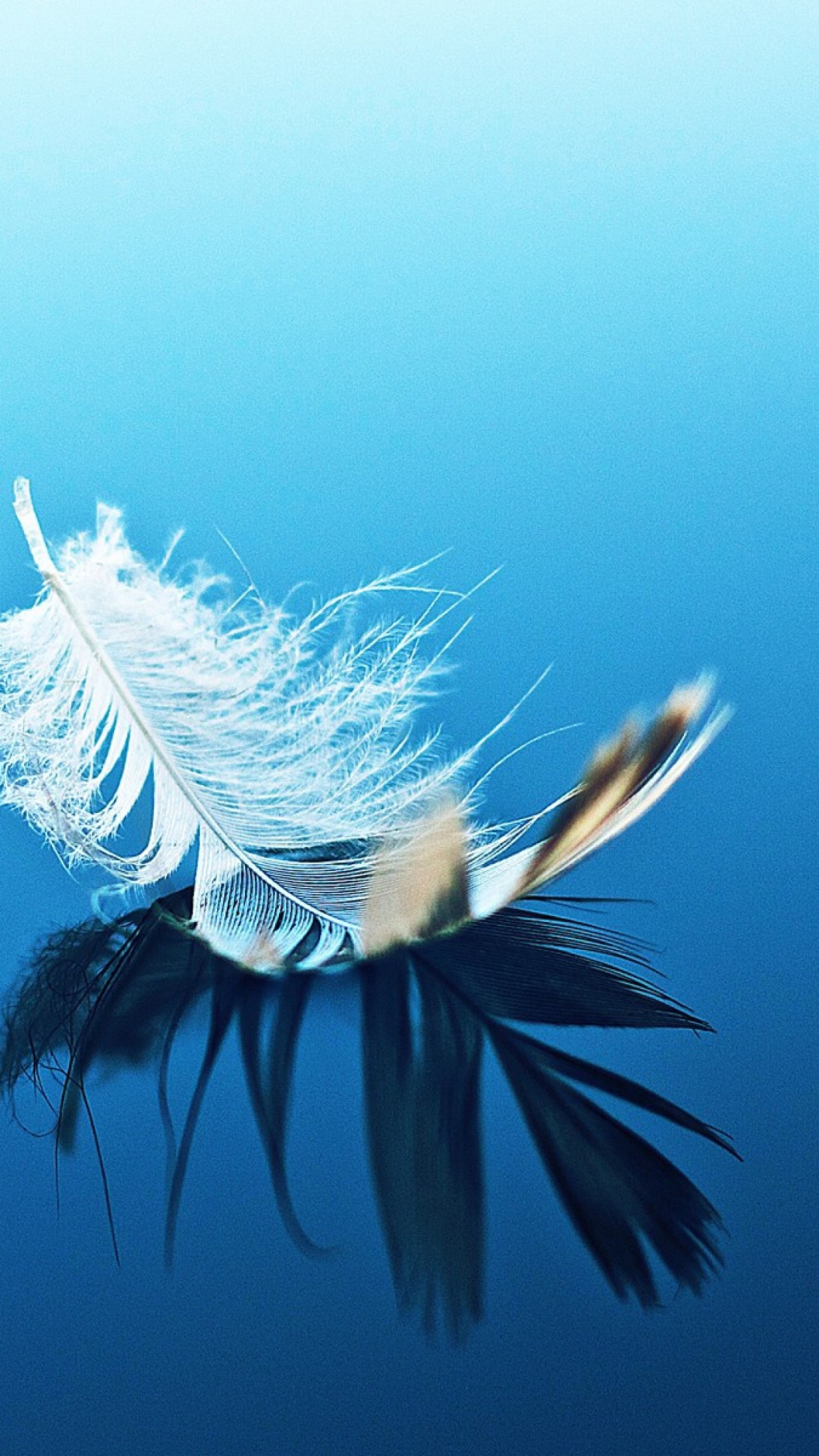 Das Feather On Blue Surface Wallpaper 1080x1920