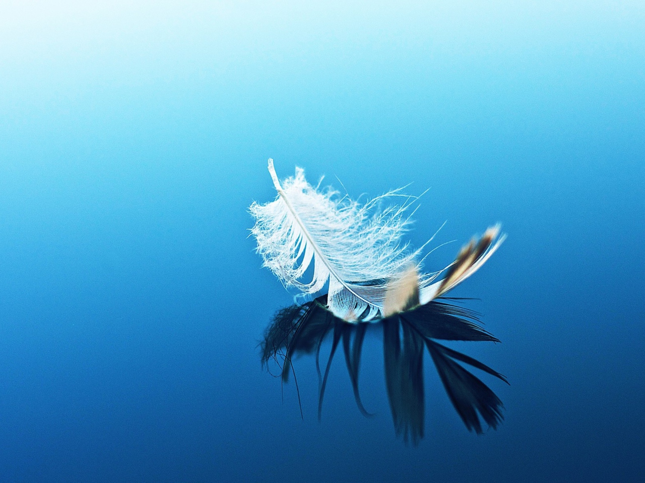 Feather On Blue Surface screenshot #1 1280x960