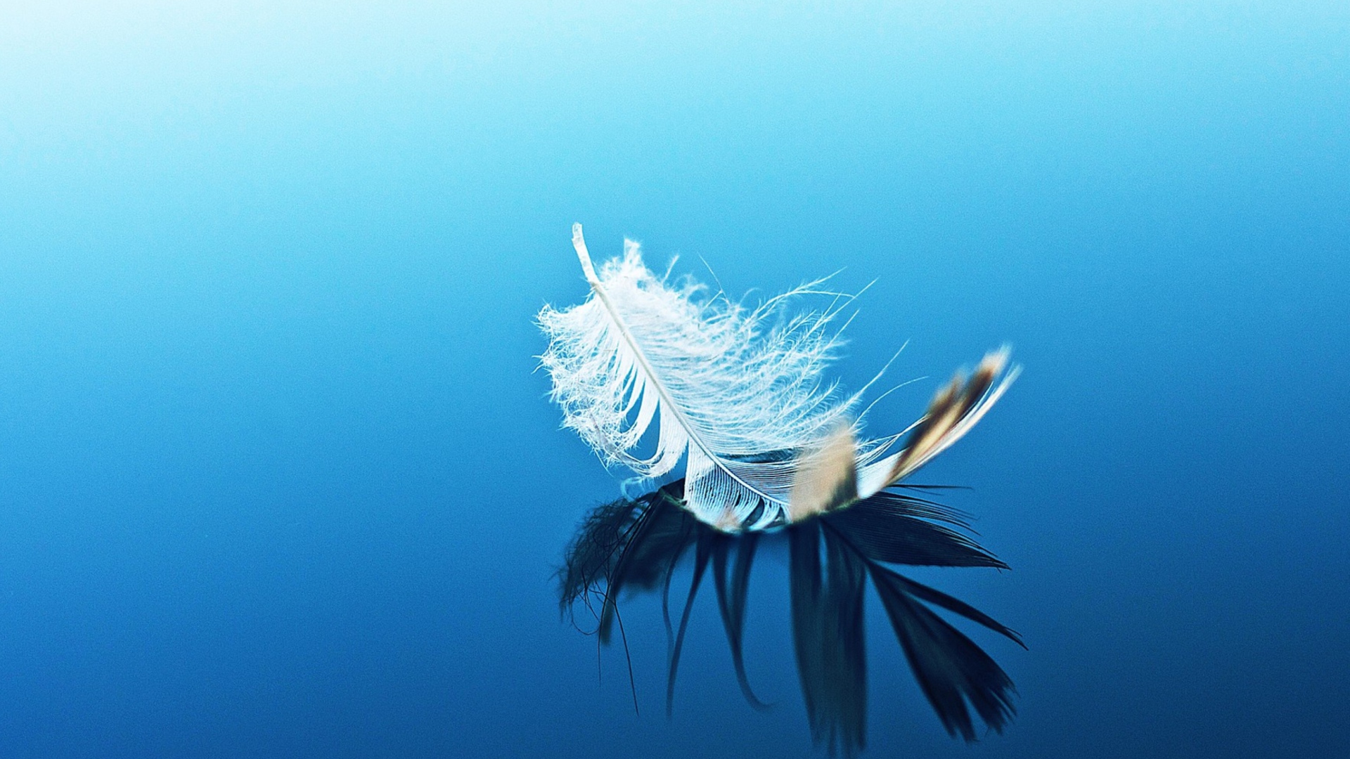 Das Feather On Blue Surface Wallpaper 1920x1080