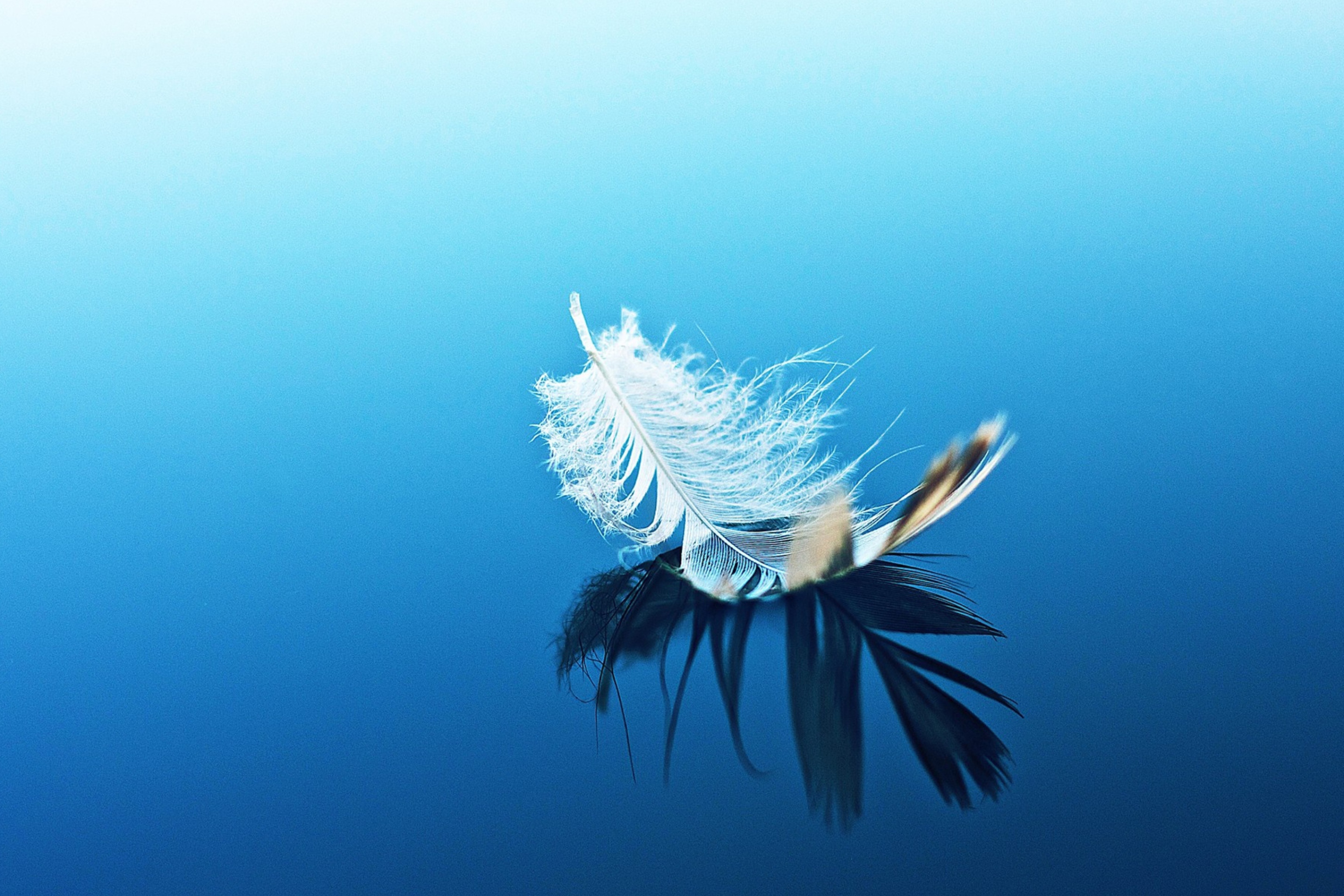 Das Feather On Blue Surface Wallpaper 2880x1920