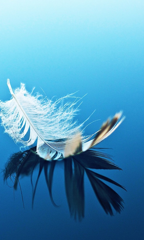 Sfondi Feather On Blue Surface 480x800